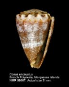 Conus encaustus